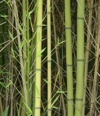 green fashion, bamboo